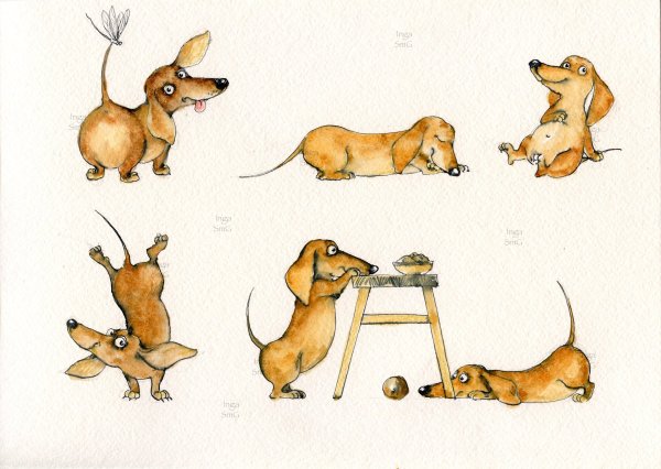 Такса рисунок