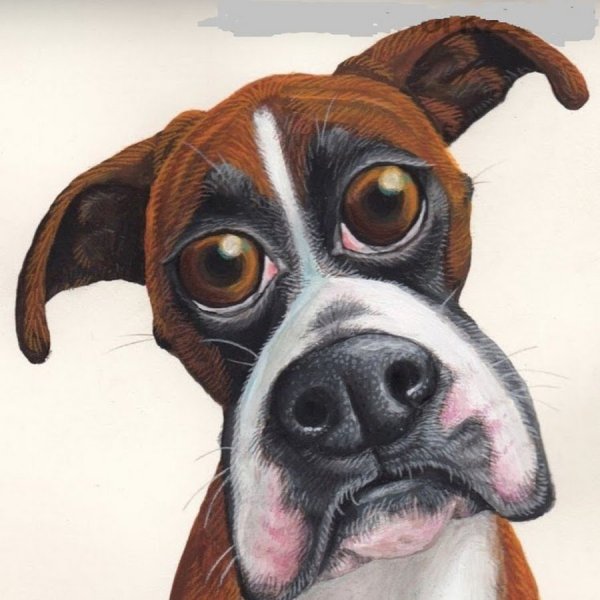 Смешные животные рисунки