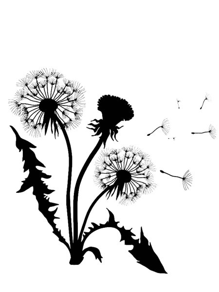 Одуванчик черно белое контур