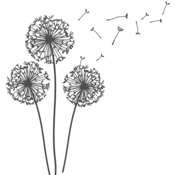 Одуванчик на белом фоне