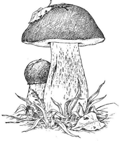 Белый гриб чб