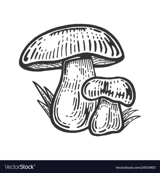 Белый гриб силуэт