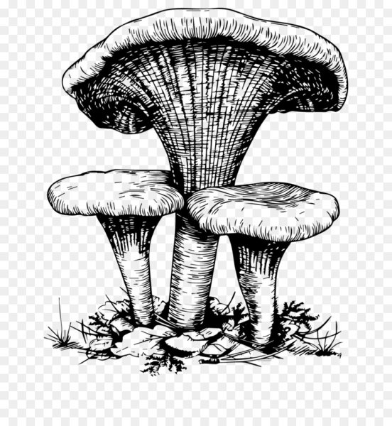 Гравюра грибы