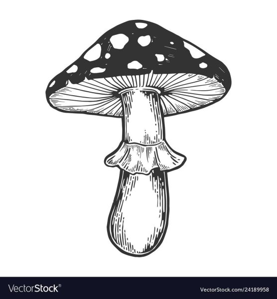 Мухомор эскиз