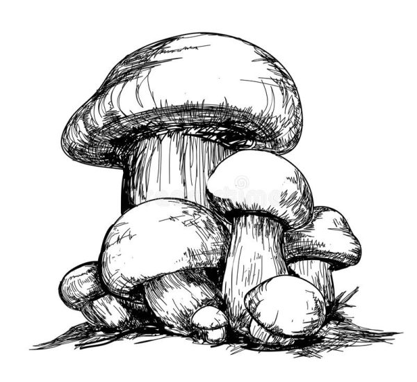 Белый гриб Графика