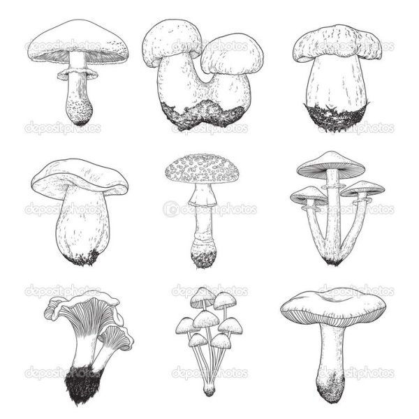 Съедобные грибы чб