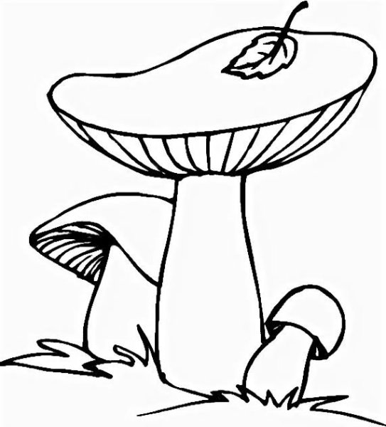 Раскраска гриб сыроежка