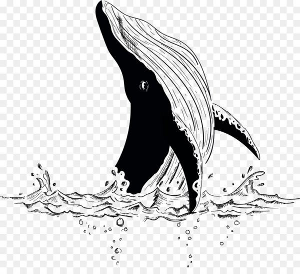 Кит черно белый