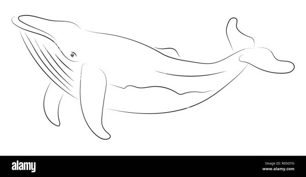 Чёрно белый кит на белом фоне