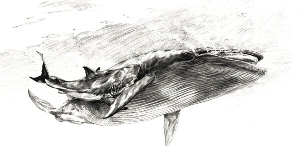 Скетчи китов