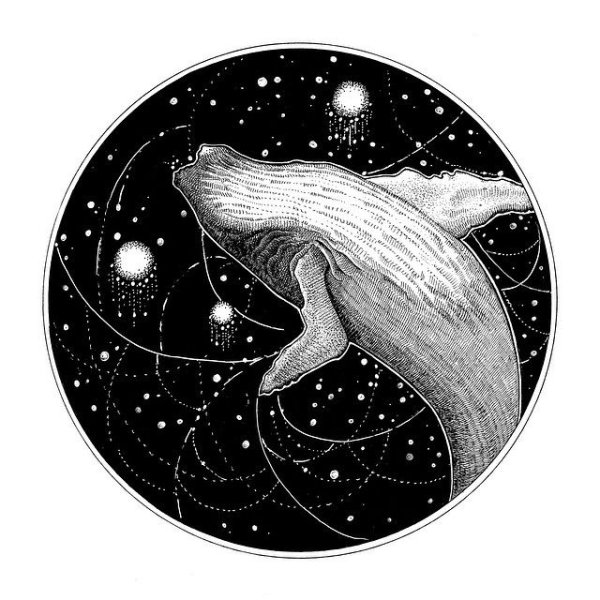 Кит раскраска для детей на прозрачном фоне