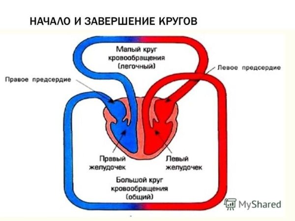 Схема большого и малого круга кровообращения
