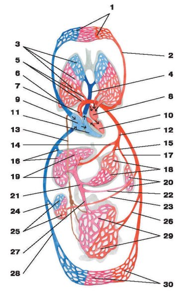Круги кровообращения человека схема