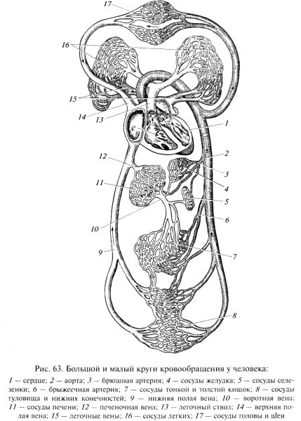Малый и большой круг кровообращения человека схема