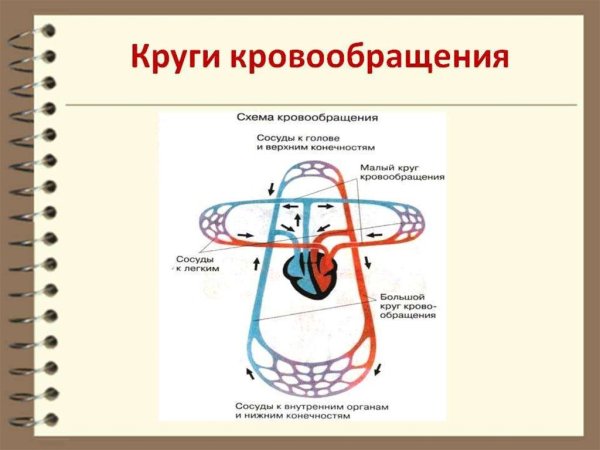 Схема малого круга кровообращения