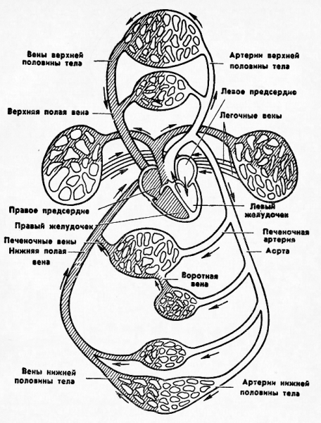 Круги кровообращения человека схема с подписями
