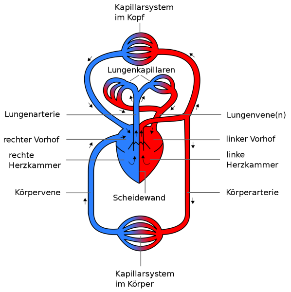 Круги кровообращения человека схема