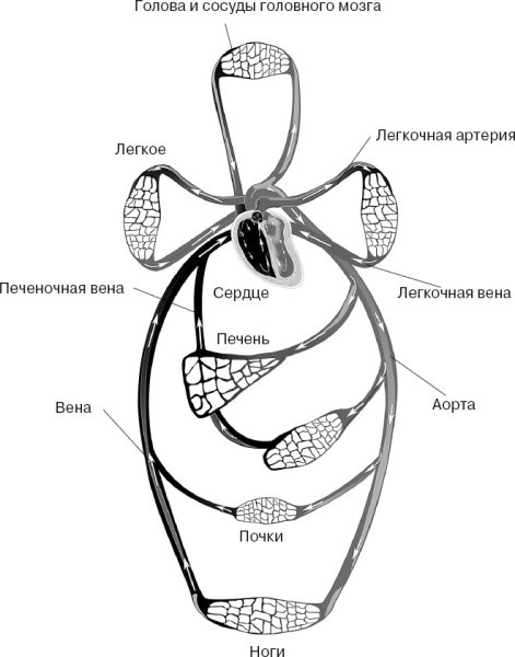 Малый круг кровообращения схема