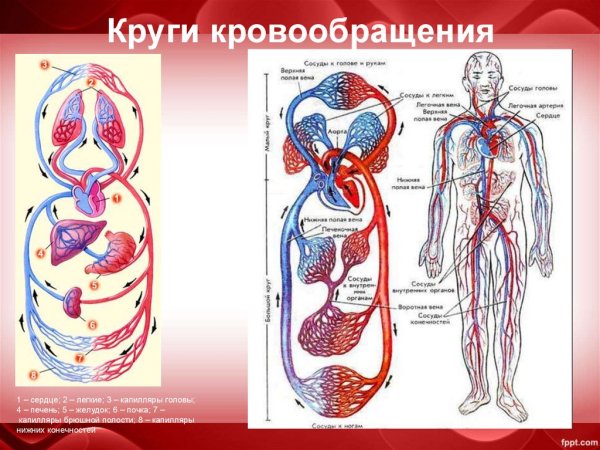 Кровеносная система человека круги кровообращения