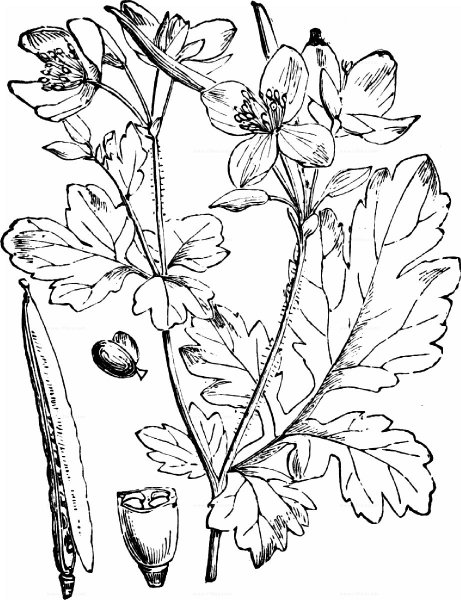 Чистотел большой Фармакогнозия