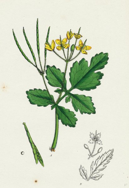 Chelidonium majus l. Ботаническая иллюстрация