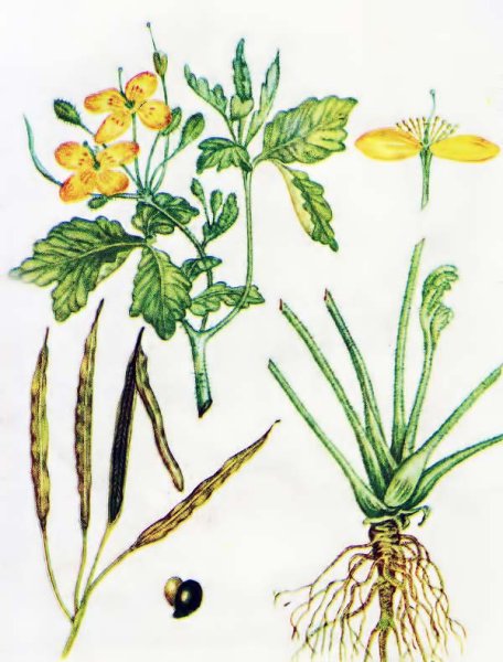 Трава чистотела Фармакогнозия