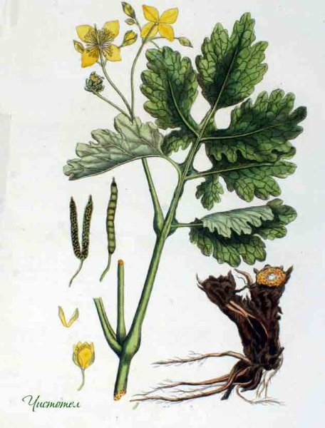 Чистотел схема растения