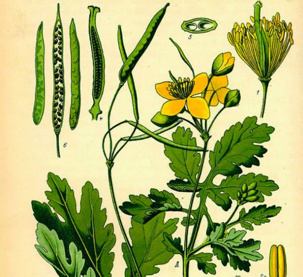 Chelidonium majus Ботаническая иллюстрация