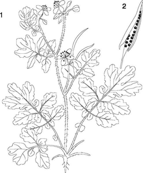 Семейство маковые Papaveraceae