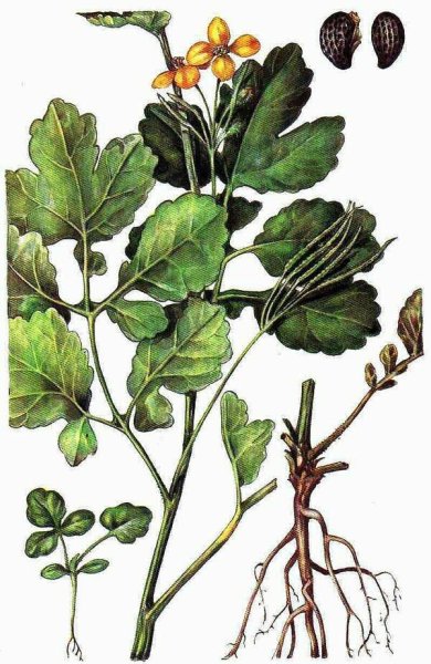 Чистотел рисунок