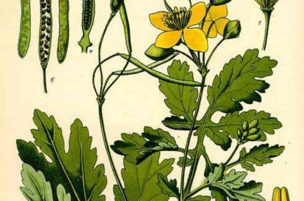 Чистотел большой (Chelidonium majus l.)