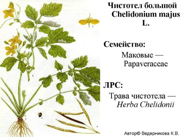 Чистотел большой (Chelidonium majus l.)