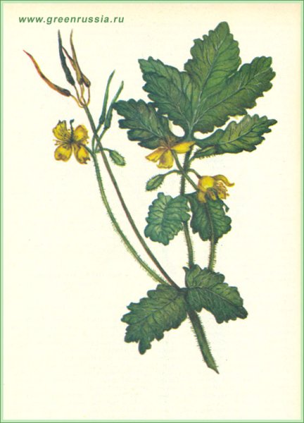 Chelidonium majus Ботаническая иллюстрация