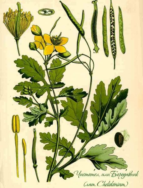Чистотел Chelidonium majus