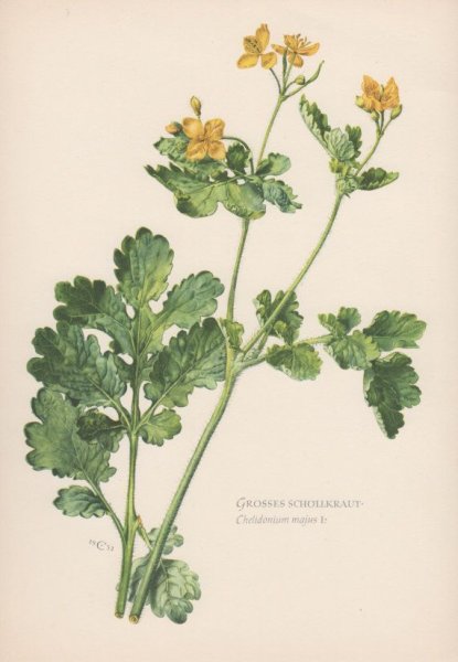 Чистотел иллюстрация