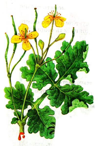 Chelidonium majus строение