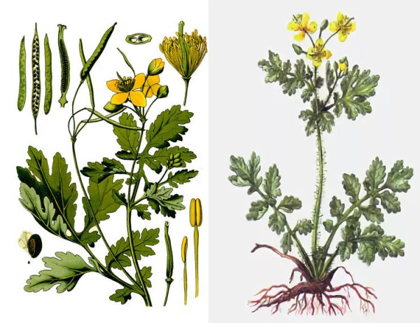 Чистотел Фармакогнозия