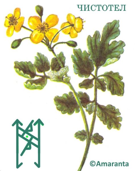 Чистотел обыкновенный Фармакогнозия