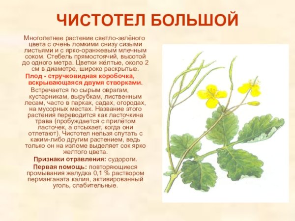 Chelidonium majus листья