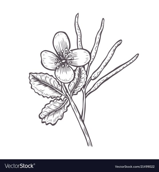 Чистотел Фармакогнозия