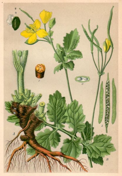 Чистотел рисунок