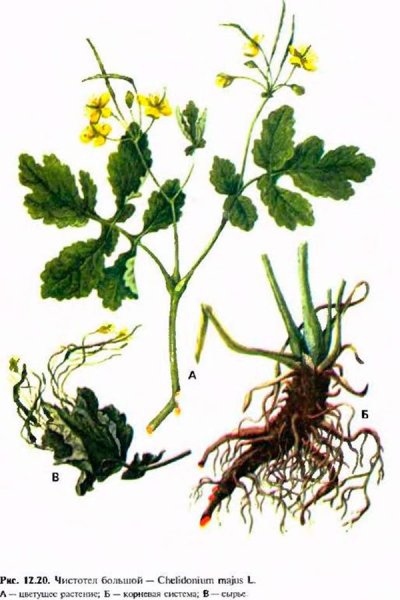 Чистотел вектор