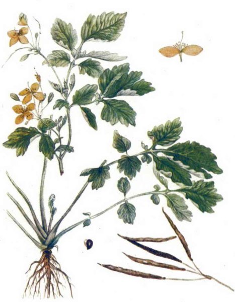 Чистотел ЛРС