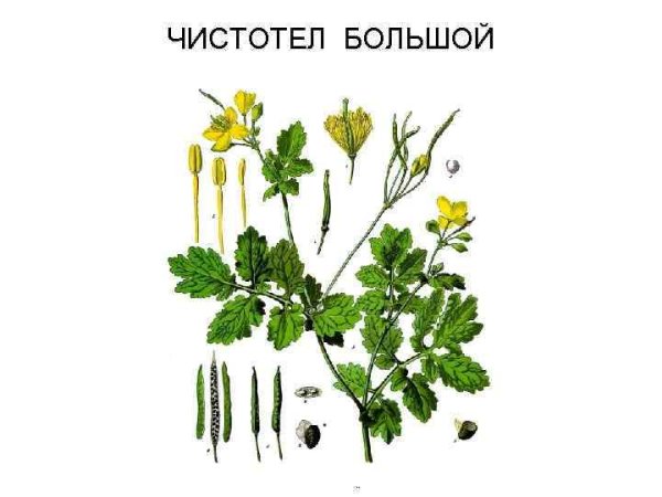 Чистотел большой корневая система