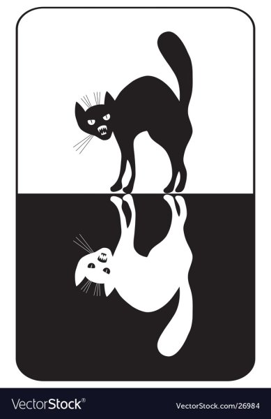 Контраст котики чёрно белые