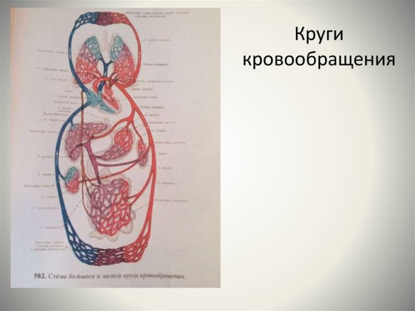 Большой круг кровообращения рисунок