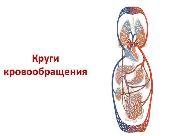 Сердечно сосудистая система большой и малый круг кровообращения