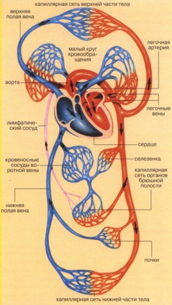 Большой круг кровообращения анатомия схема