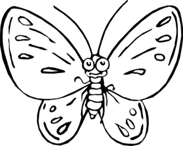 Раскраска "бабочки"