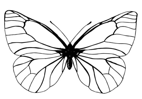 Раскраска "бабочки"